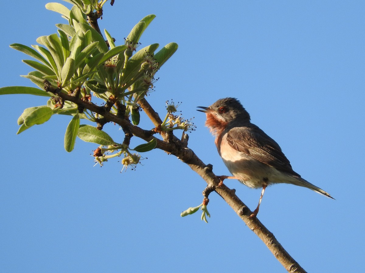 Eastern Subalpine Warbler - ML382215561