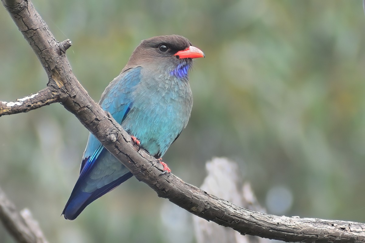 Dollarbird - Ken Tay