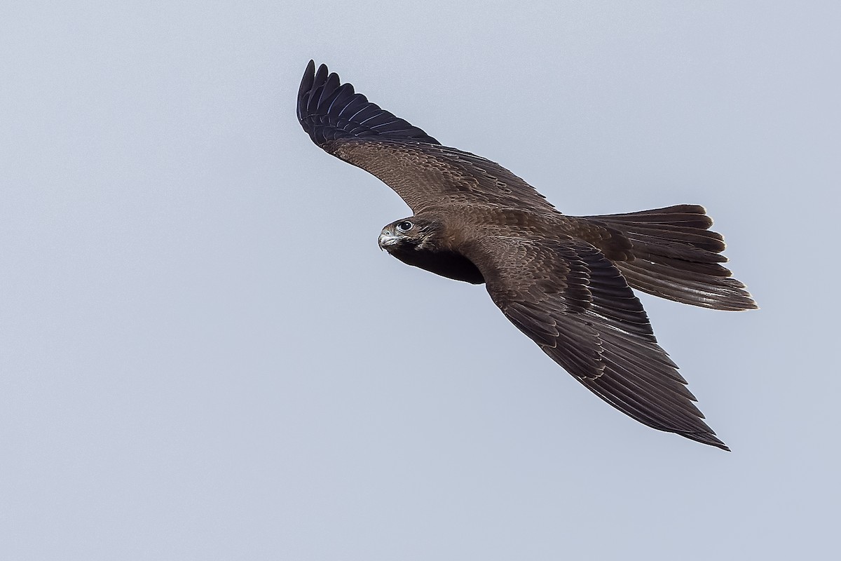 Black Falcon - David Southall