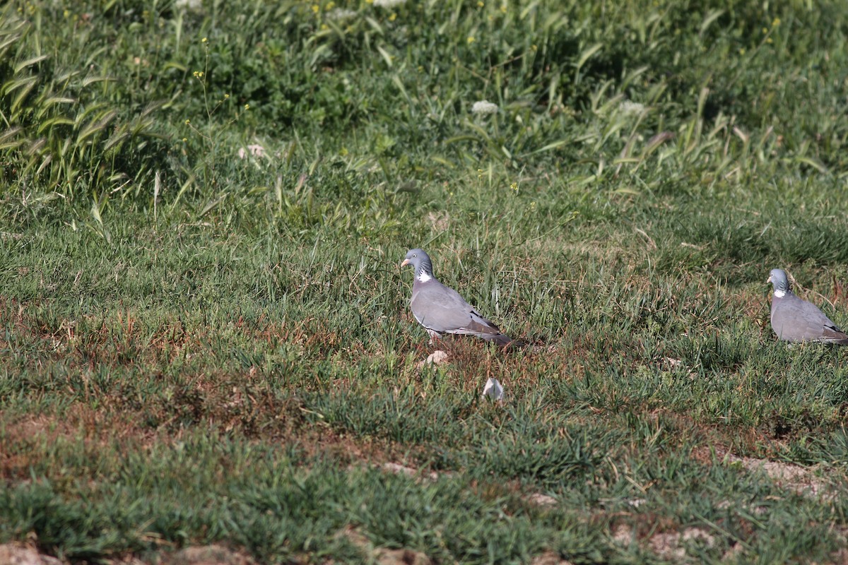 Pigeon ramier - ML38221851