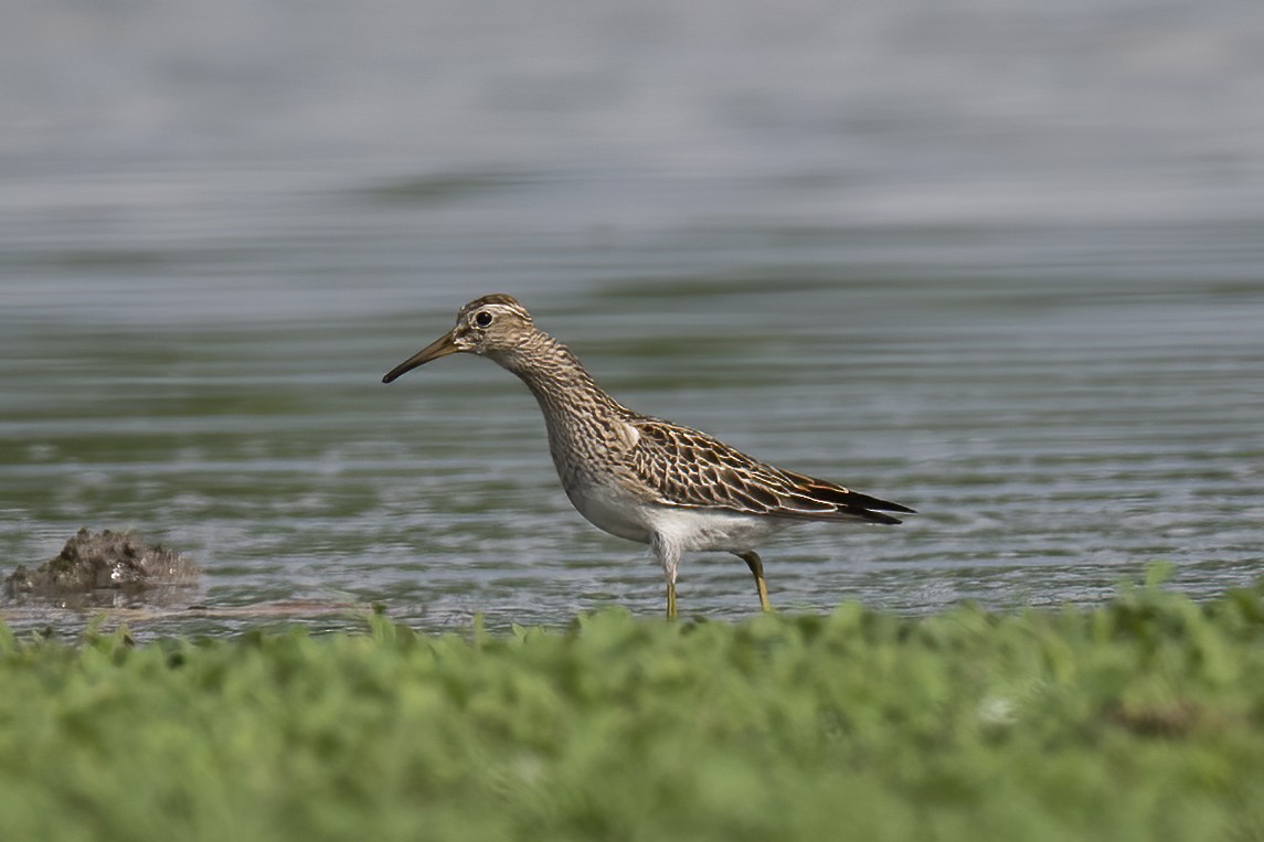 Graubrust-Strandläufer - ML382218681