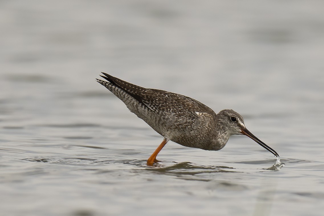 Spotted Redshank - ML382219241