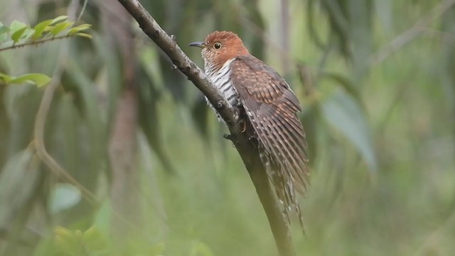 Lesser Cuckoo - ML382221581