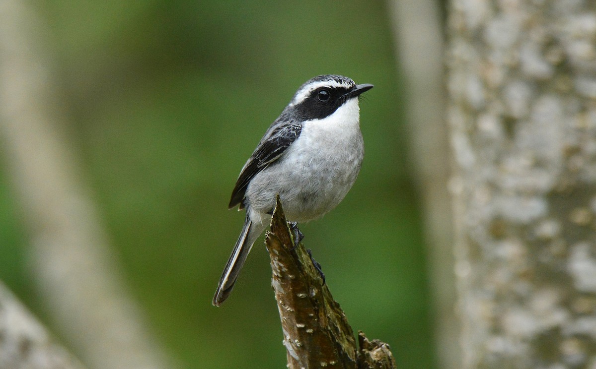 Gray Bushchat - ML382221721