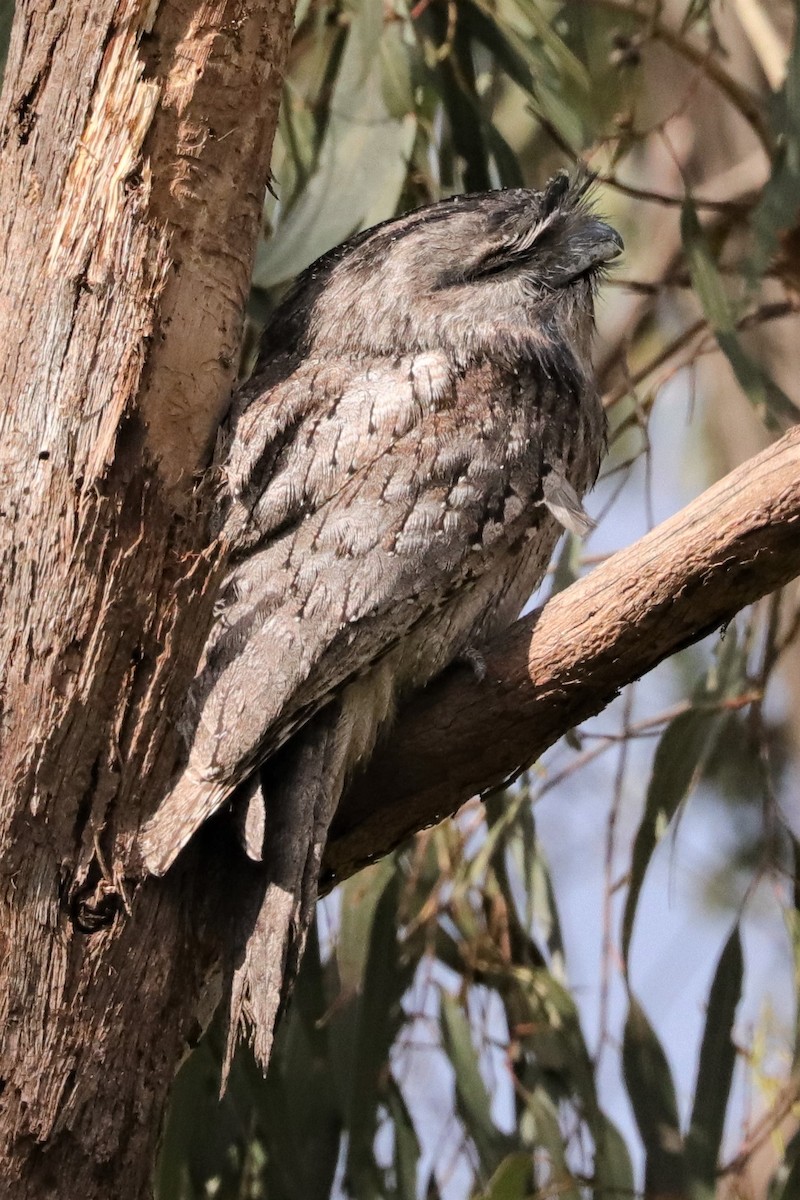 Tawny Frogmouth - ML382221781