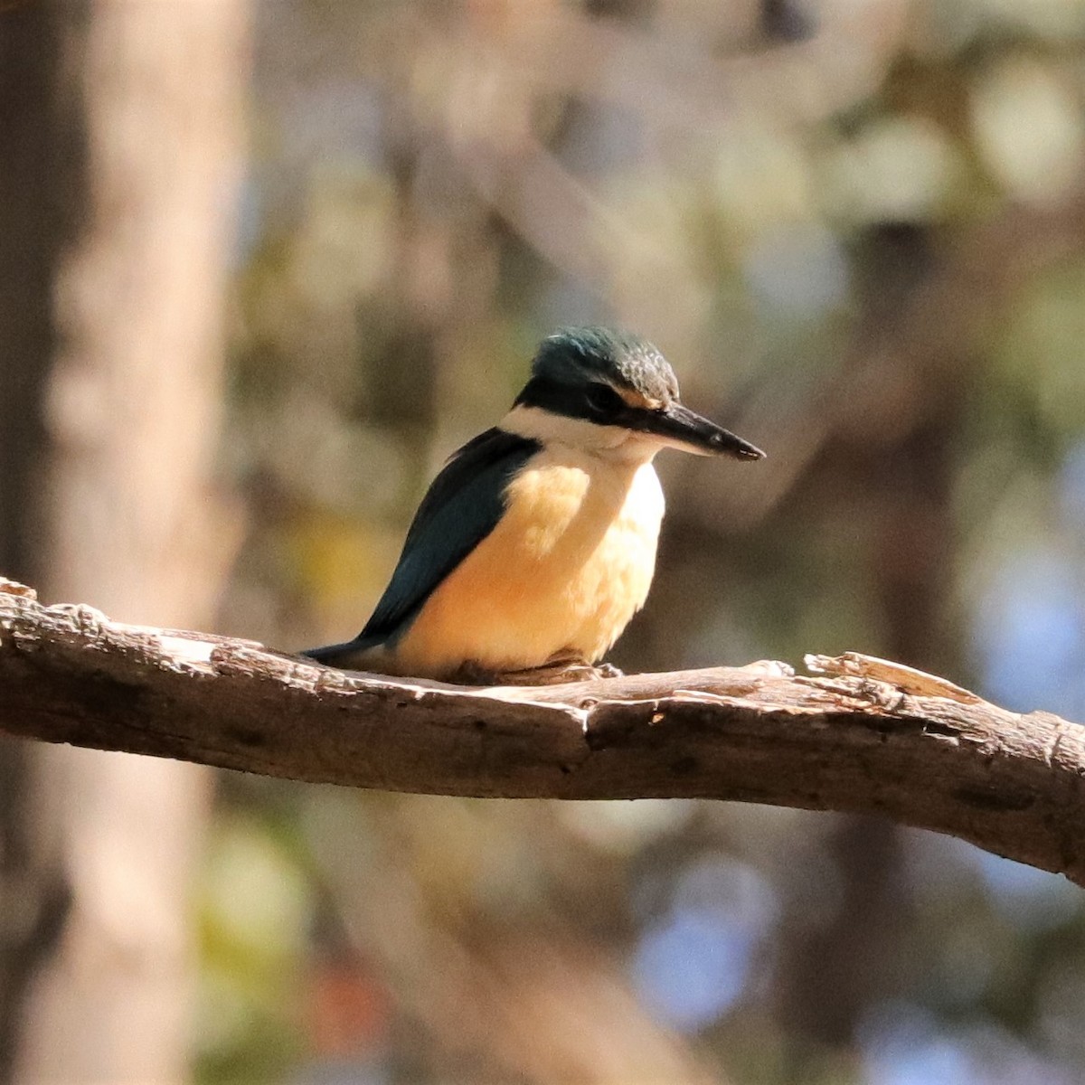 Sacred Kingfisher - ML382221871