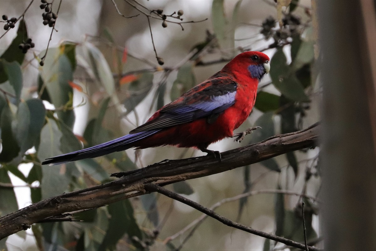 Crimson Rosella - ML382221901