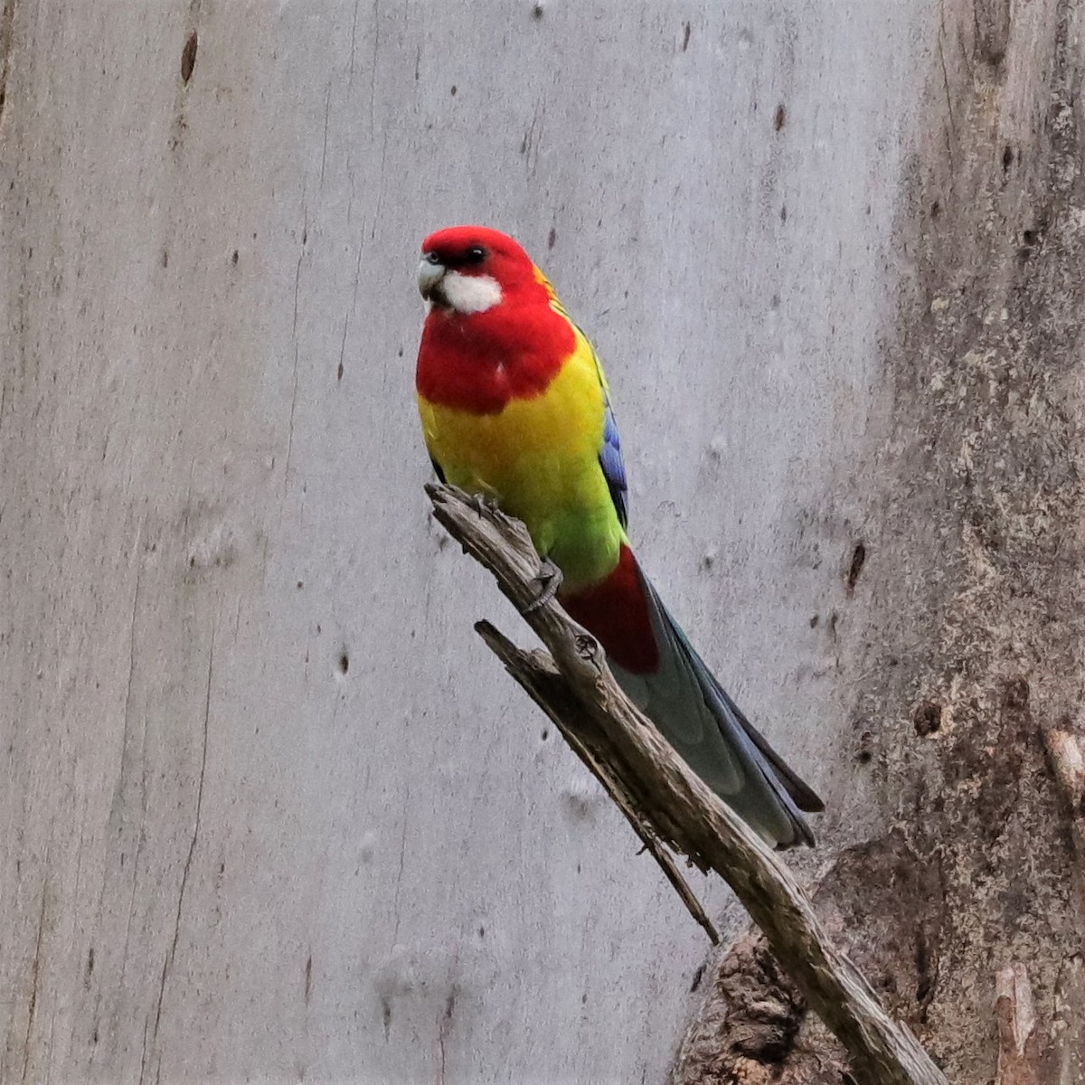 Eastern Rosella - ML382221931