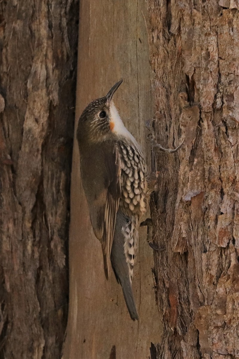 White-throated Treecreeper - ML382221961