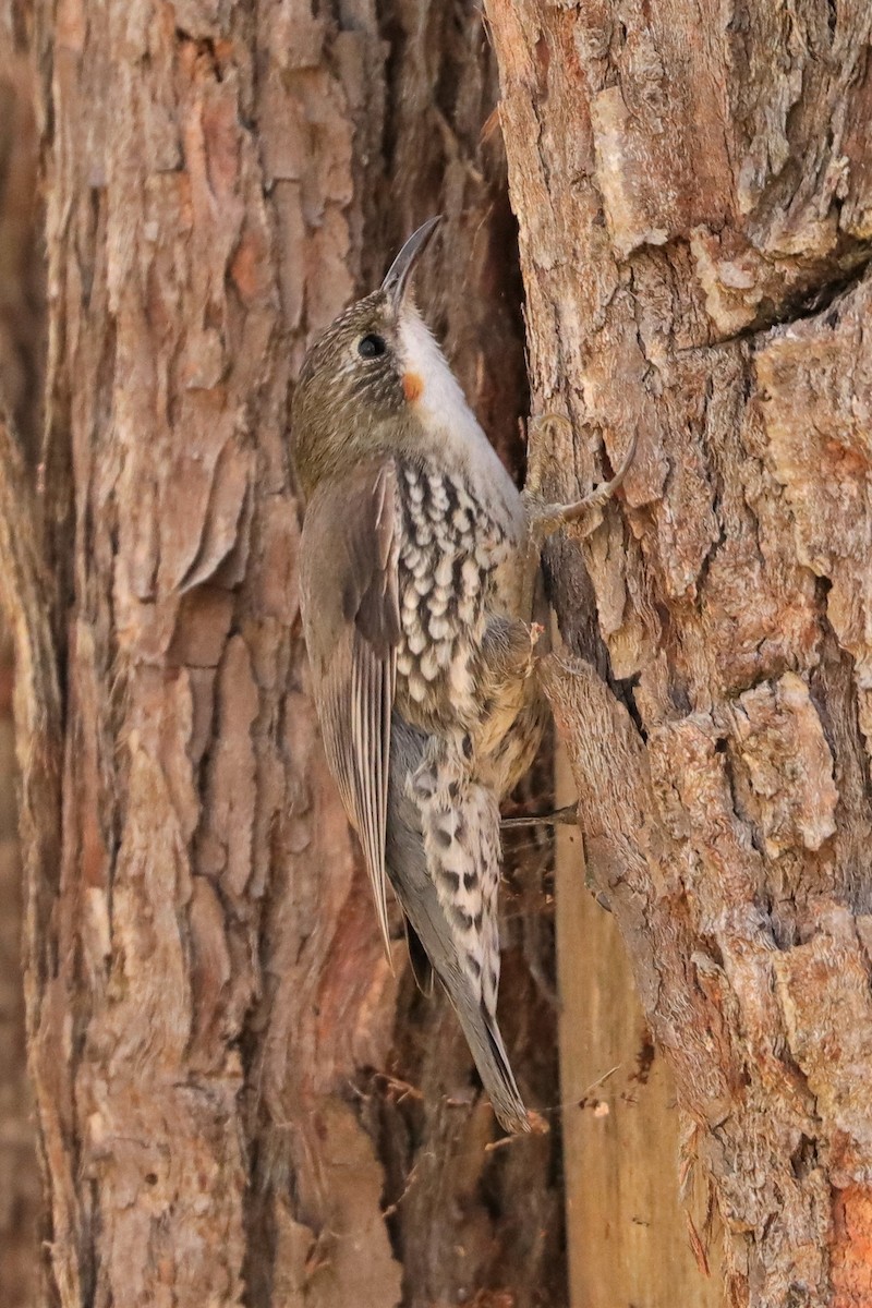 White-throated Treecreeper - ML382221971