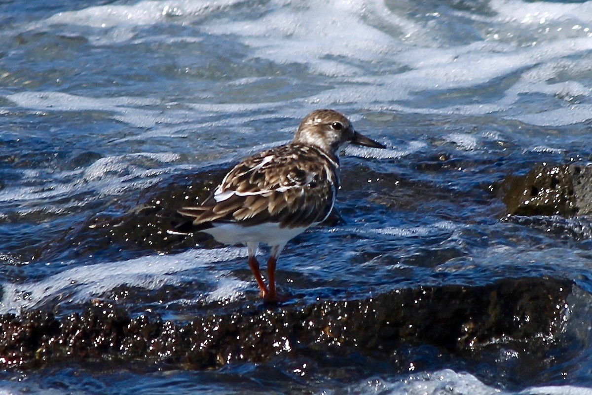 Ruddy Turnstone - Michael Warner