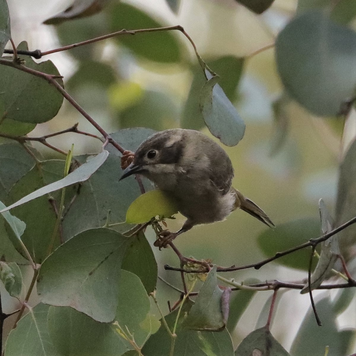 Brown-headed Honeyeater - ML382222021