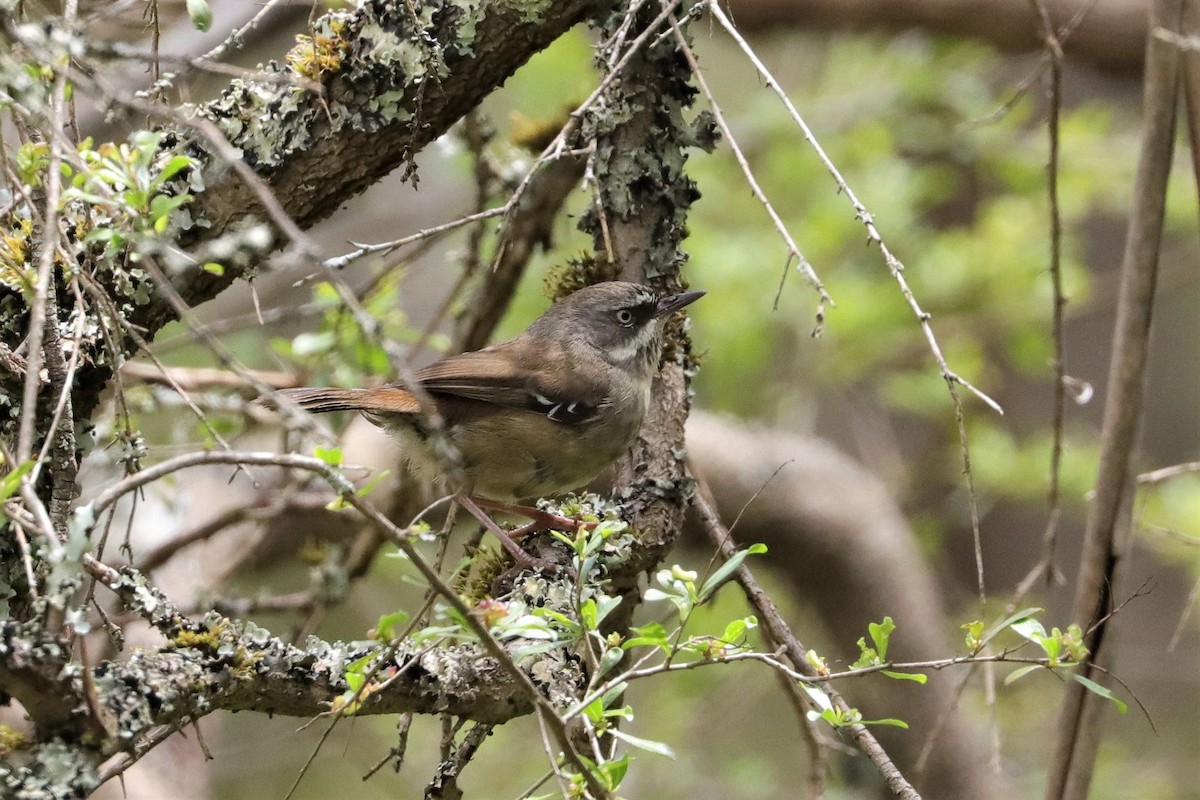 White-browed Scrubwren - ML382222051