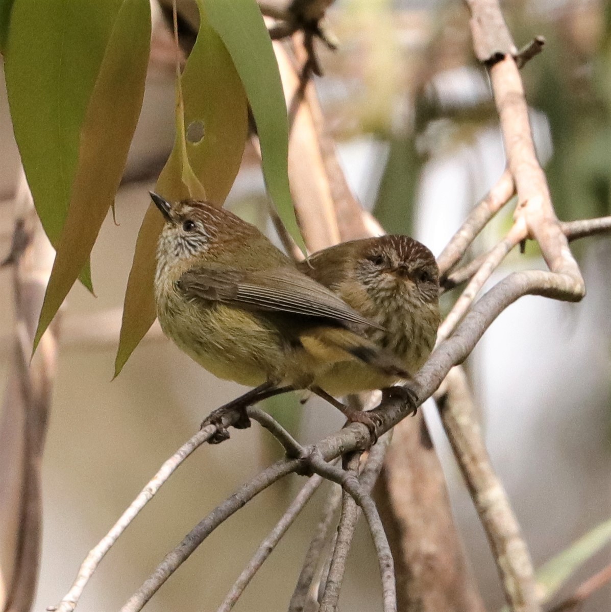 Striated Thornbill - ML382222091
