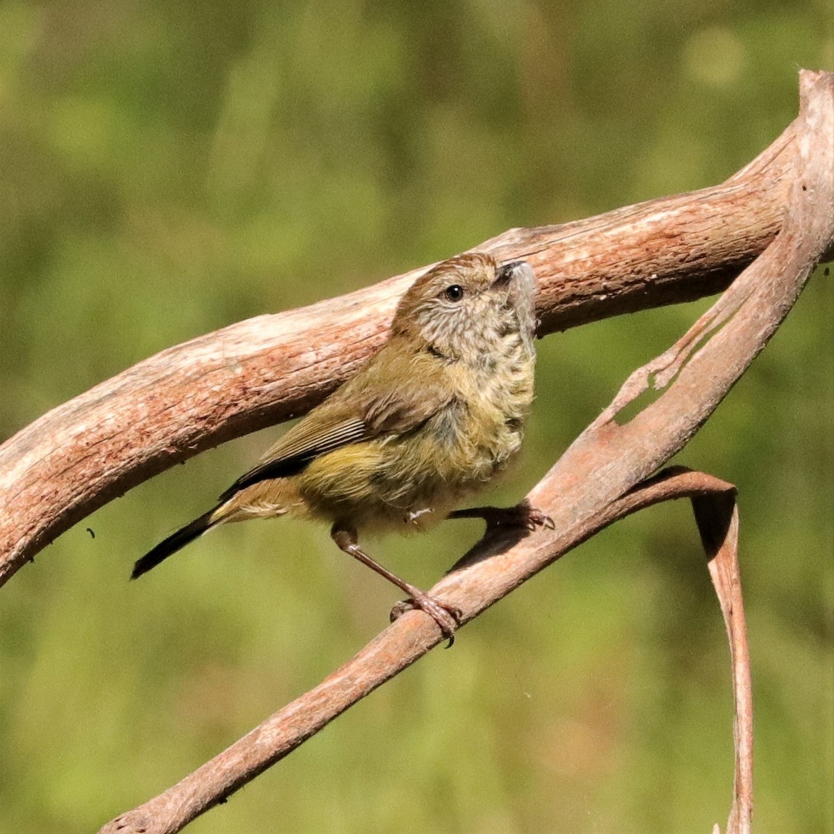 Striated Thornbill - ML382222111
