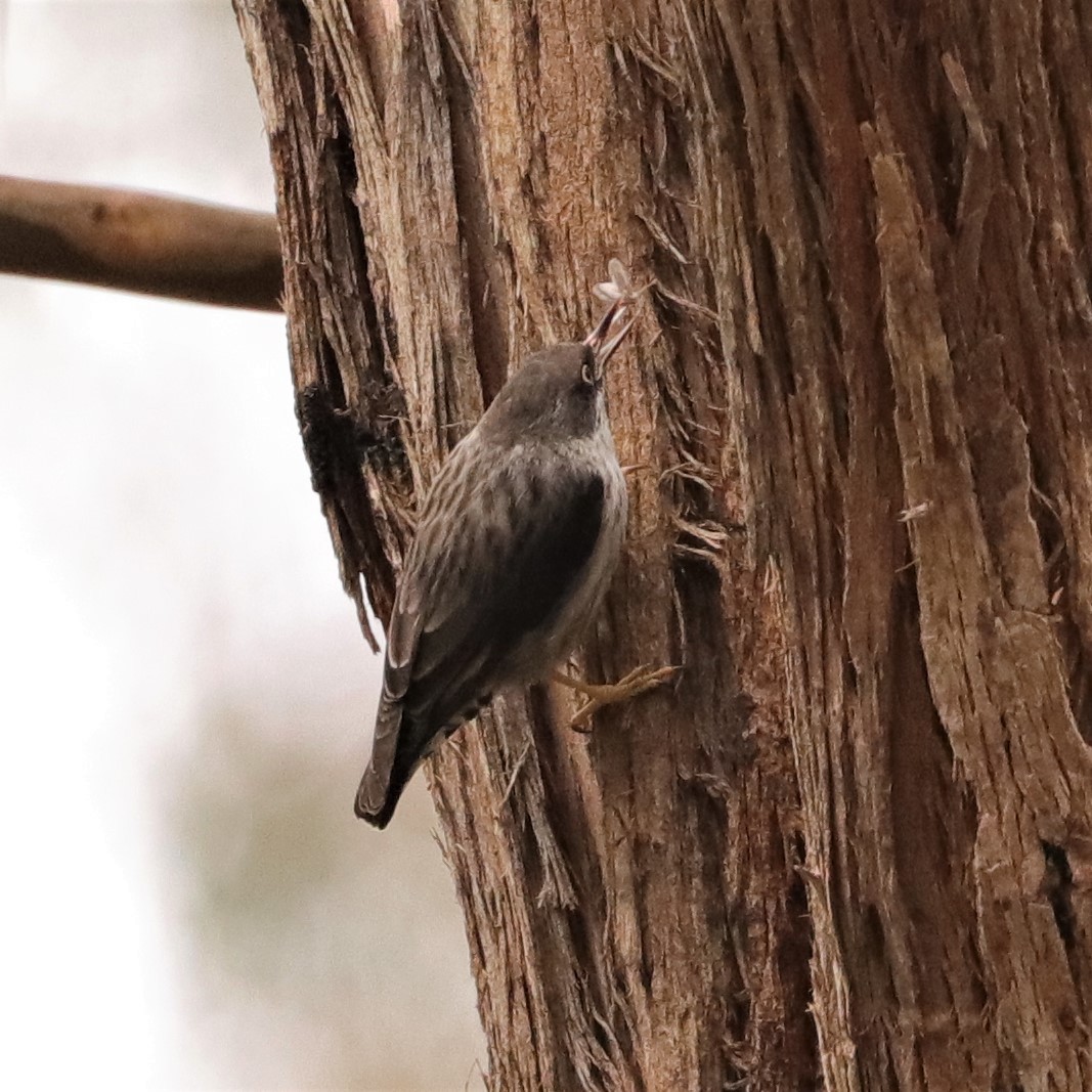 Varied Sittella - ML382222171