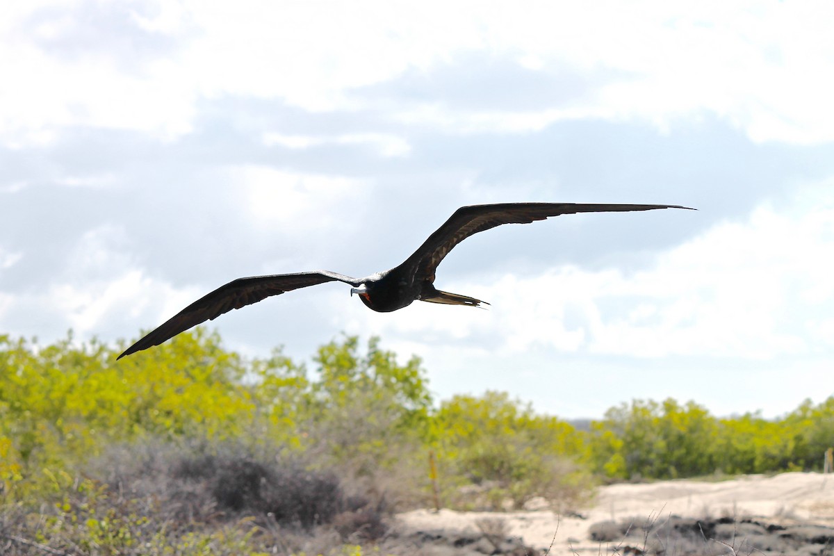 Great Frigatebird - Michael Warner