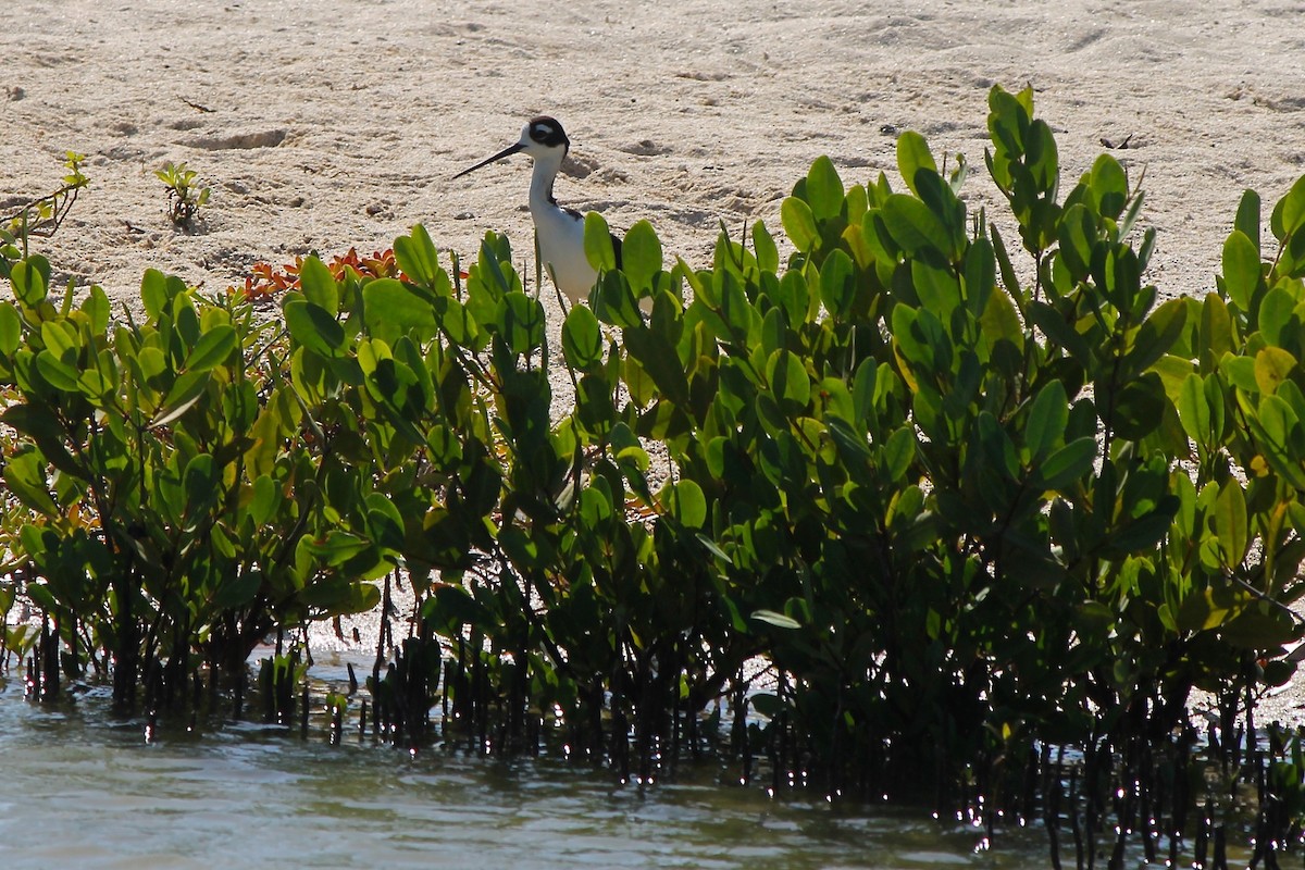 Black-necked Stilt - ML38222471