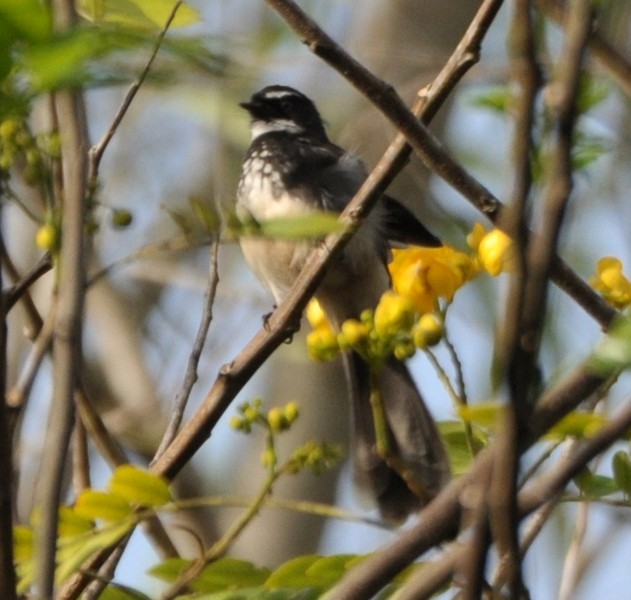 Spot-breasted Fantail - ML382225001