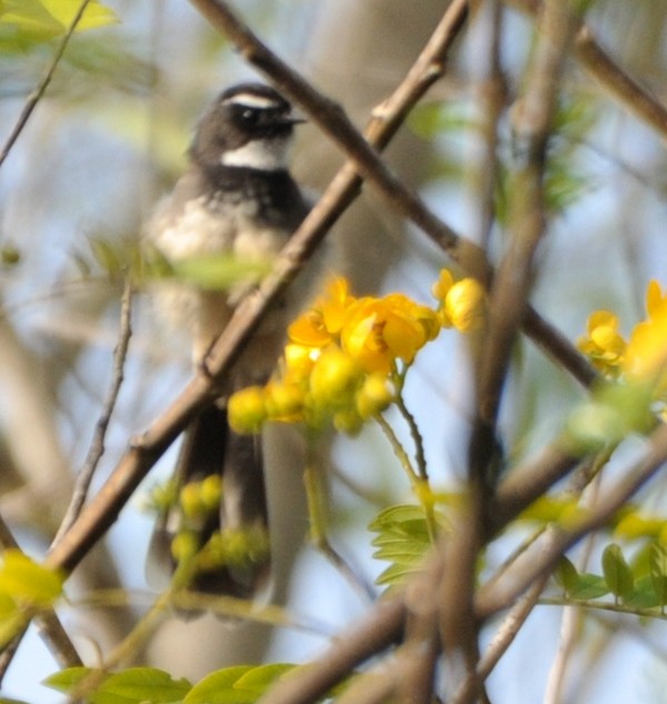 Spot-breasted Fantail - ML382225011