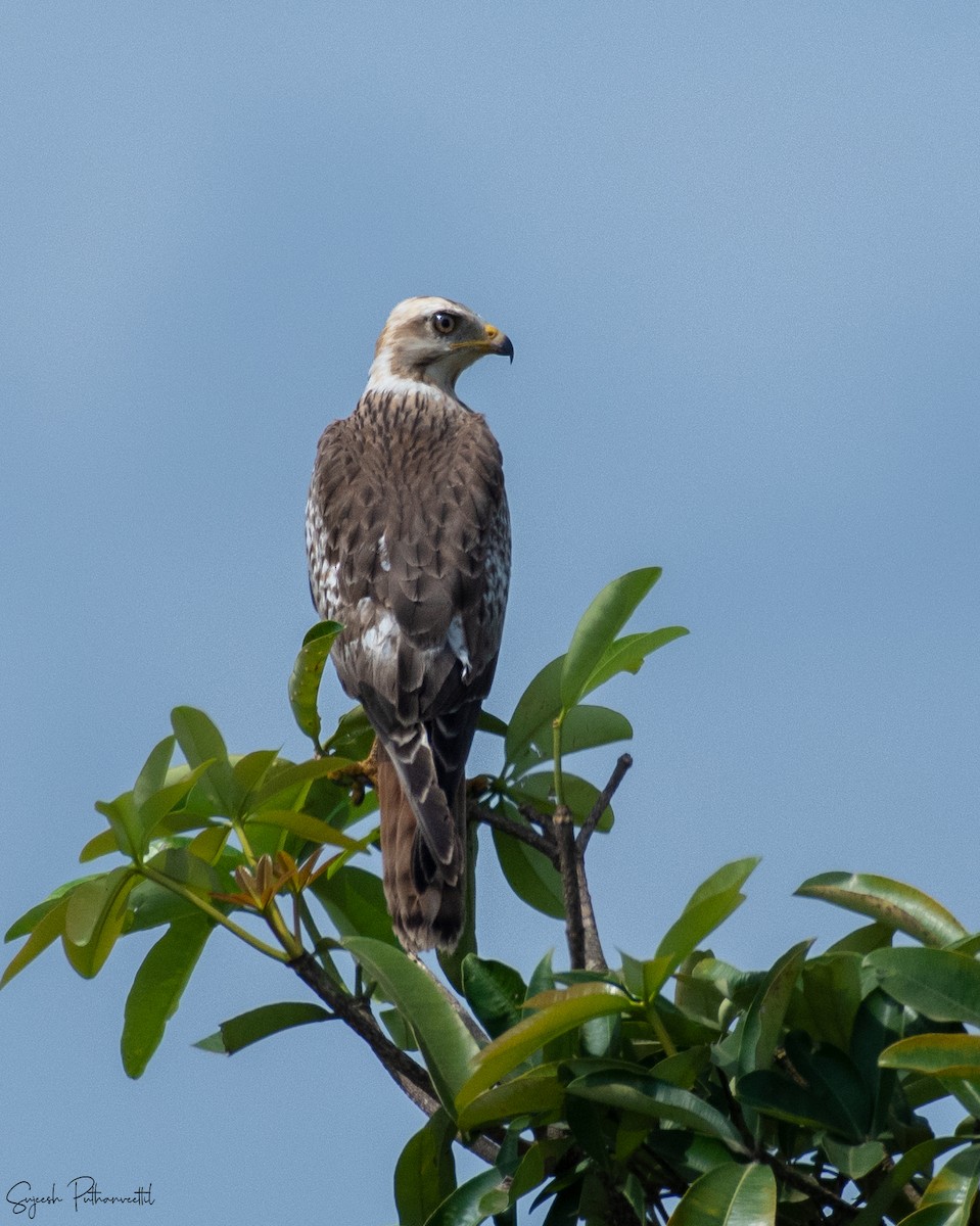 White-eyed Buzzard - ML382225071