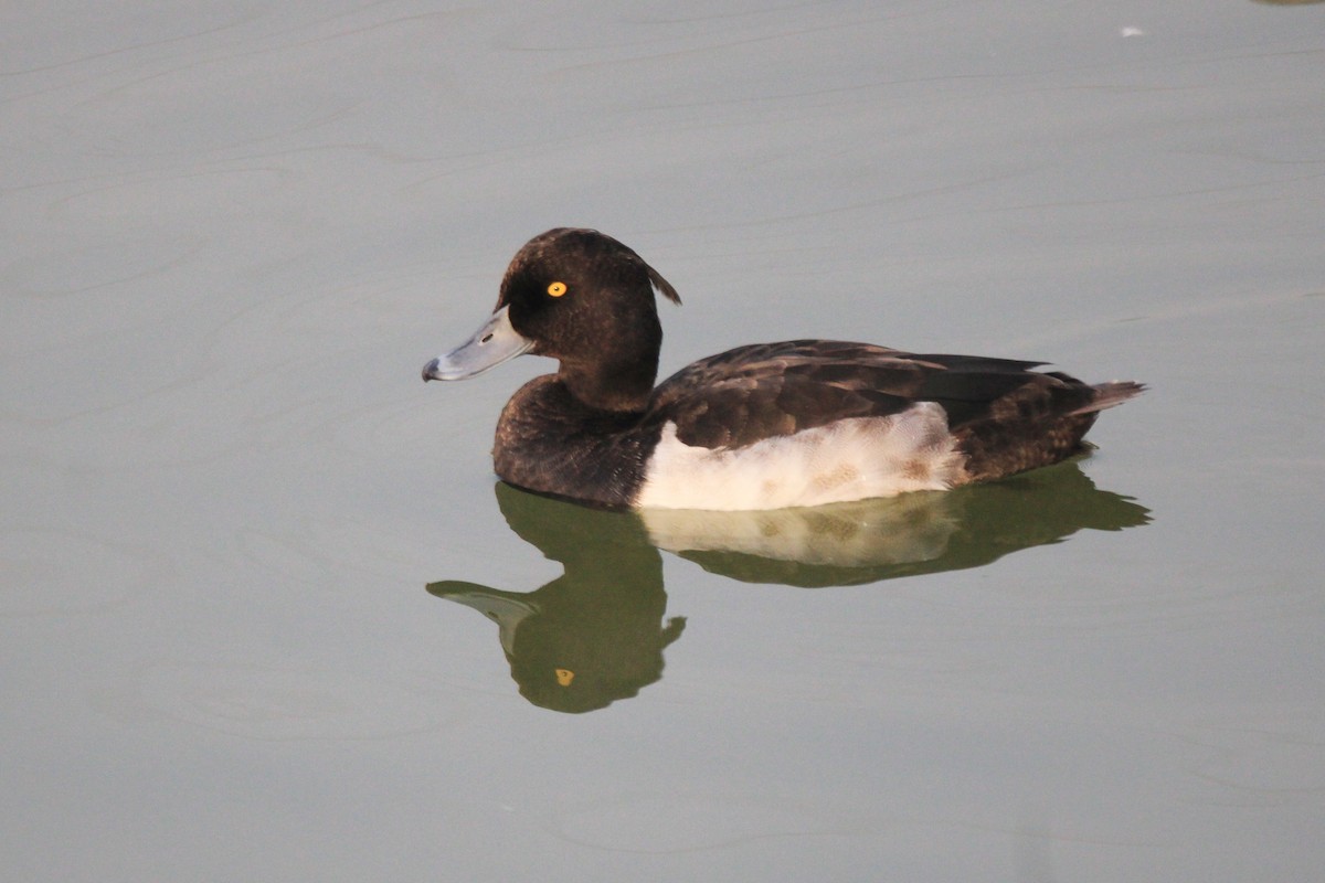 Tufted Duck - ML382225611