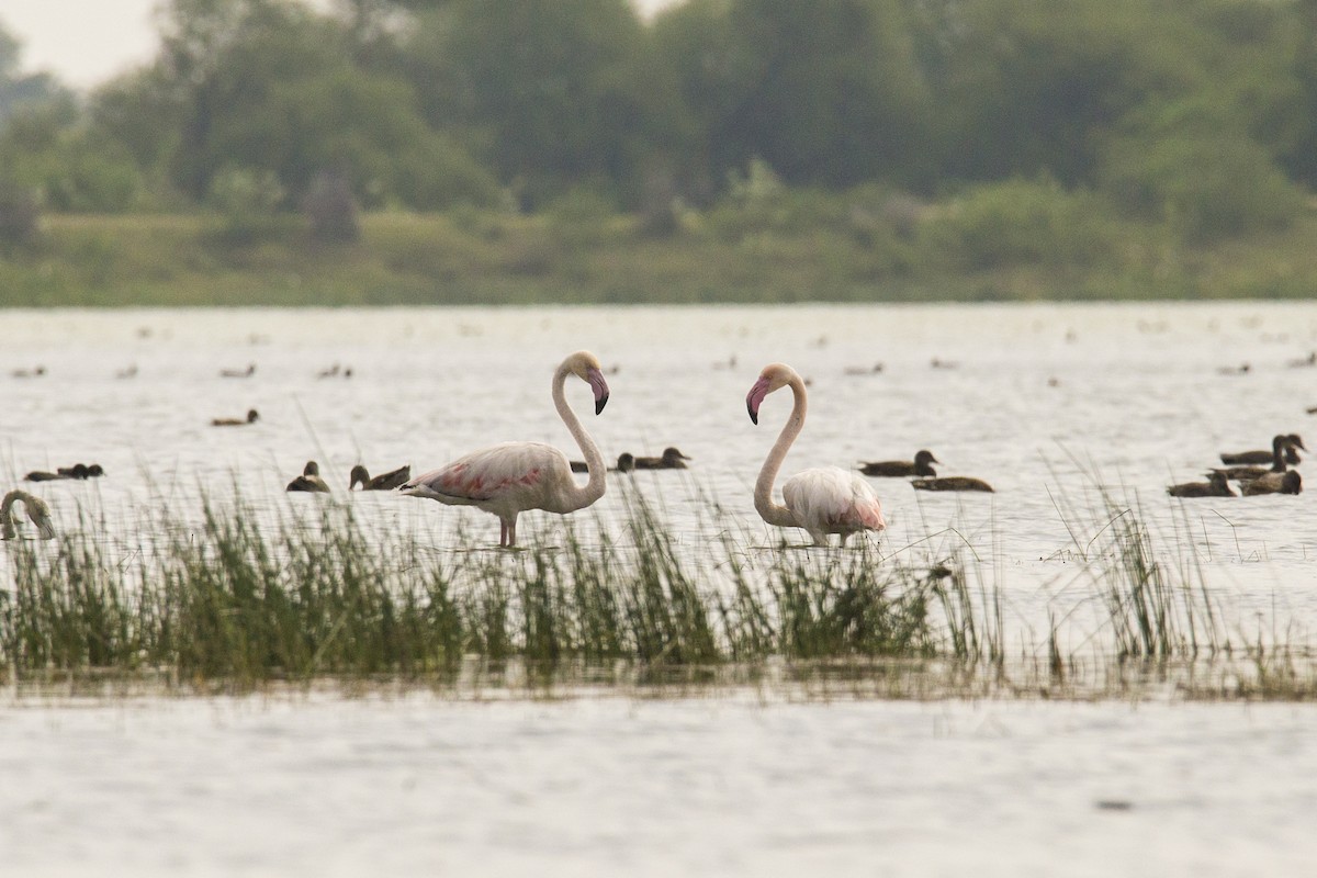 Greater Flamingo - Amudha Hariharan
