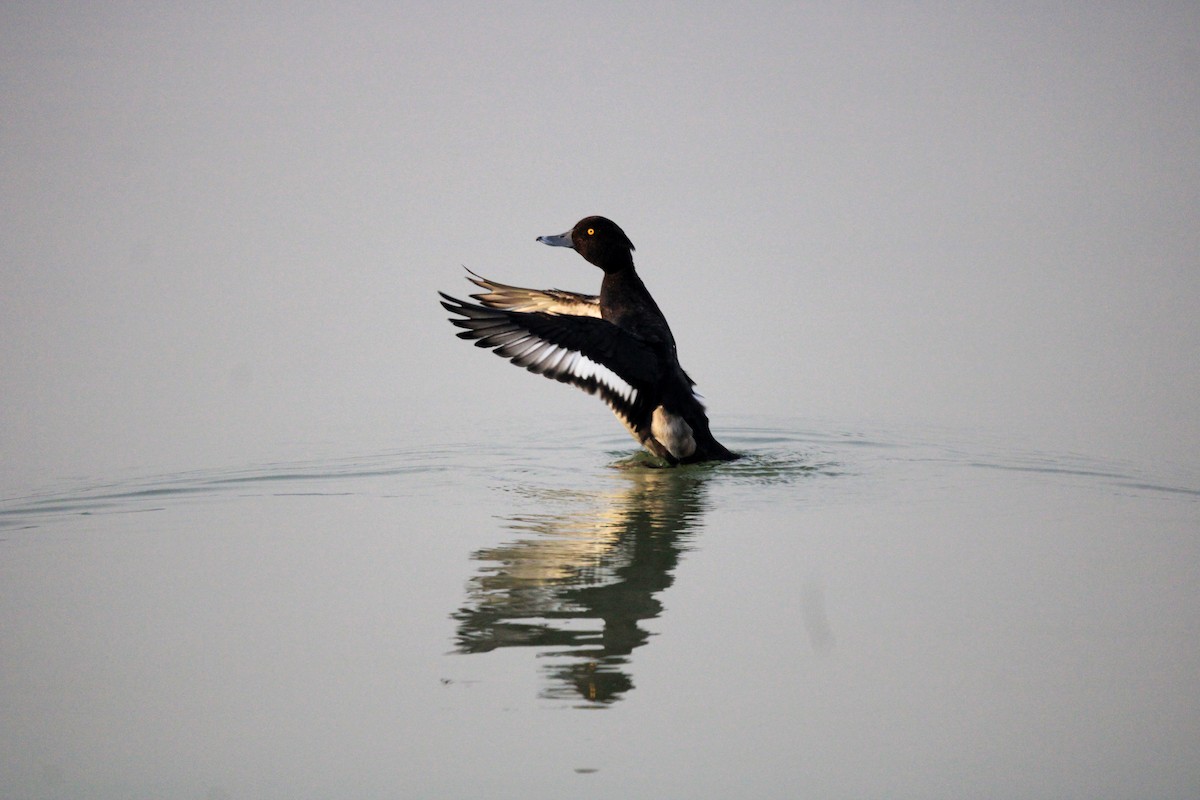 Tufted Duck - ML382225721