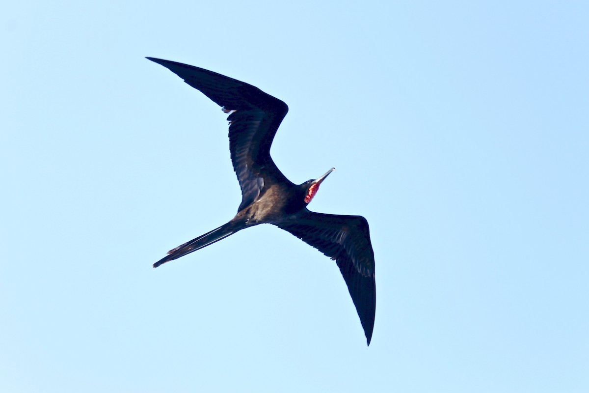 Great Frigatebird - Michael Warner