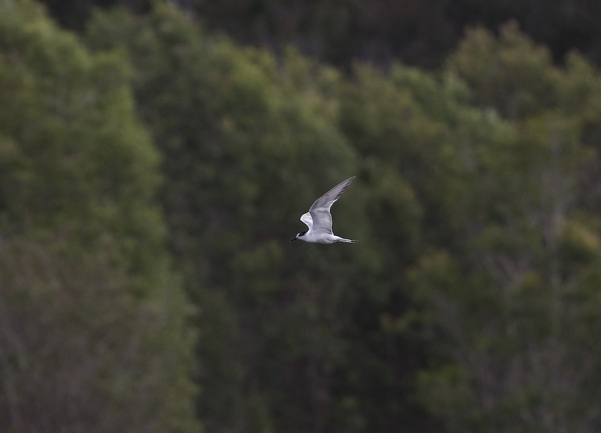 Common Tern - ML382226841