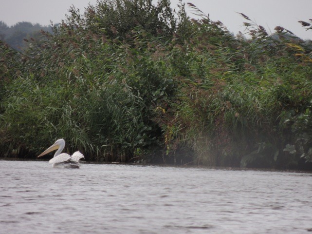 Dalmatian Pelican - ML38222811