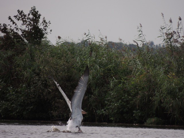 Dalmatian Pelican - ML38222831