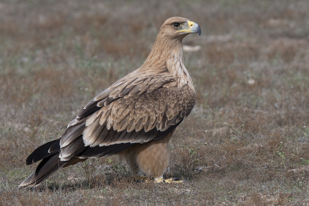 Spanish Eagle - Miguel Rouco