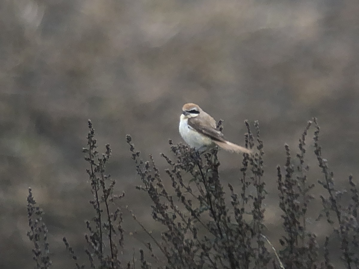 Brown Shrike - ML382229291