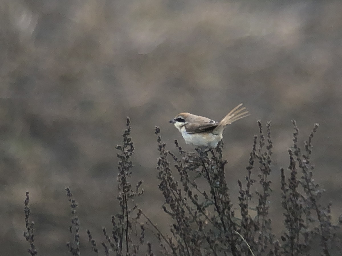 Brown Shrike - ML382229381