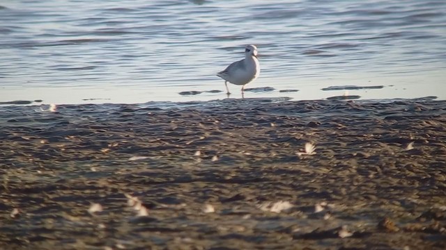 Red Phalarope - ML382229651