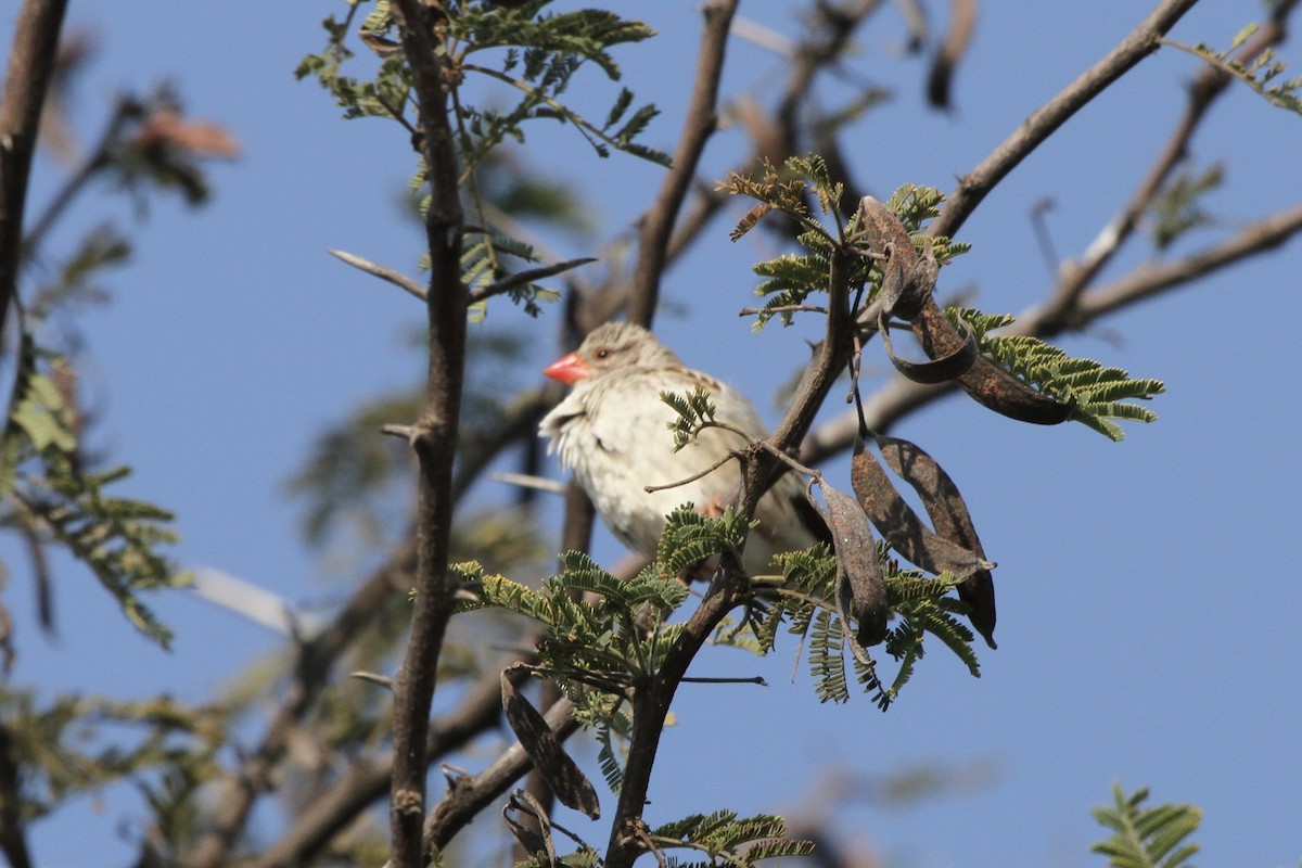 Red-billed Quelea - ML382229681