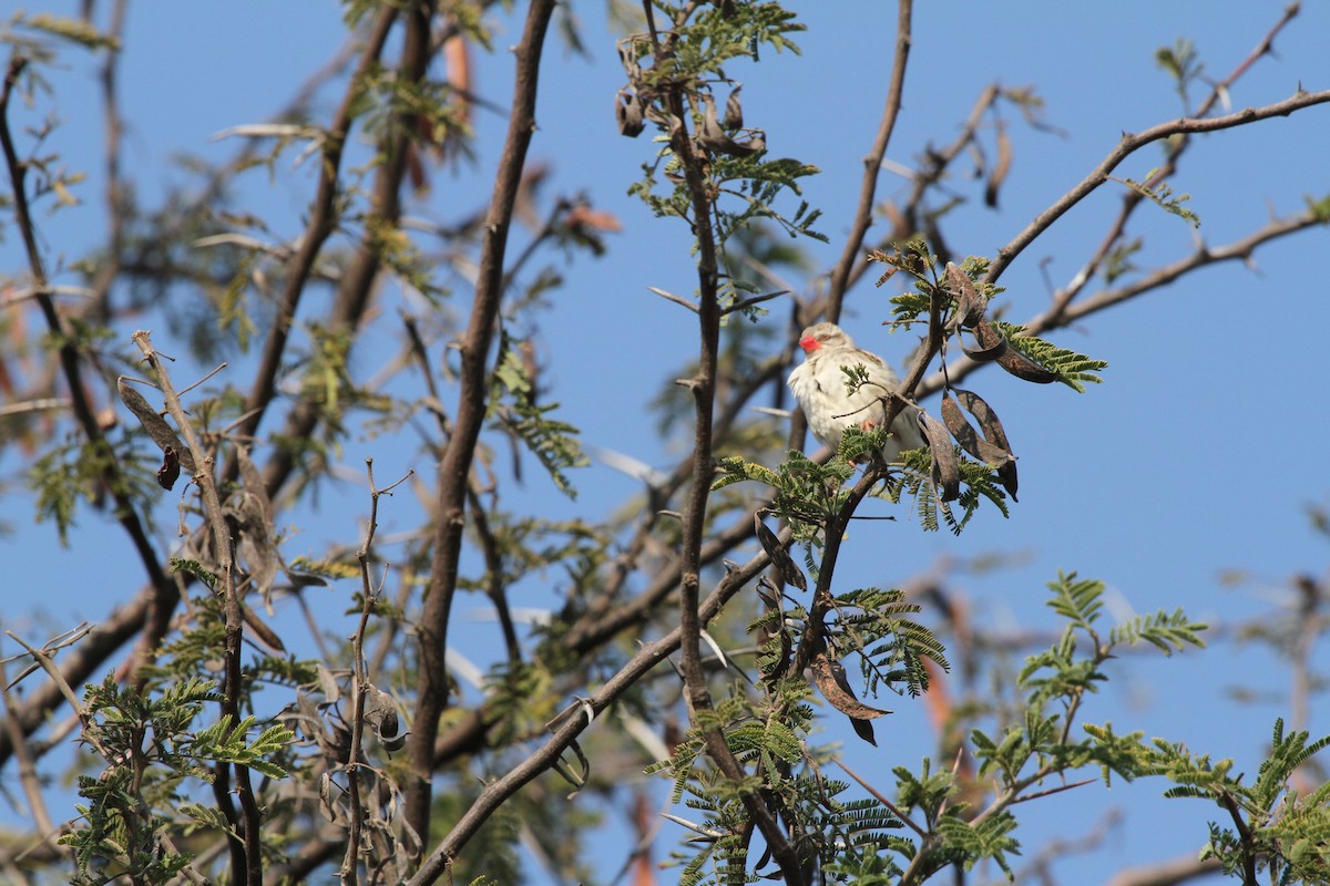 Red-billed Quelea - ML382229701