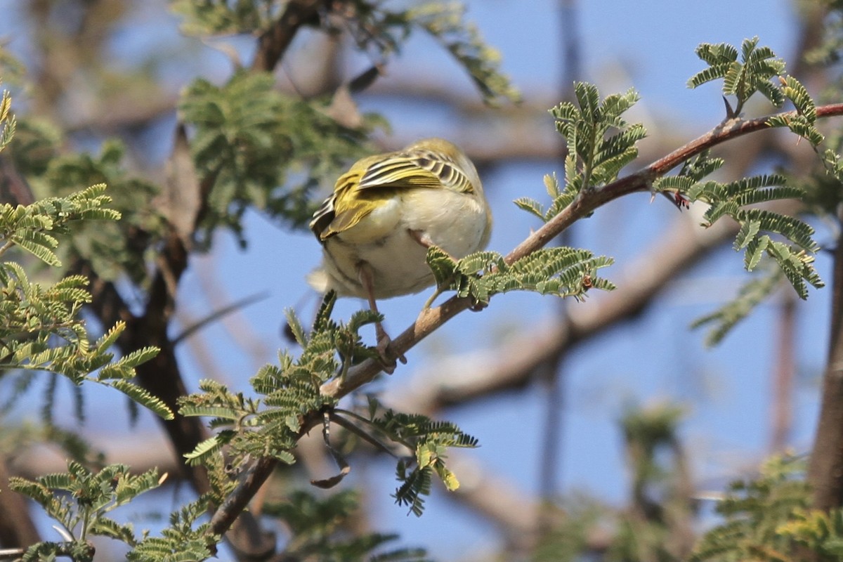 Southern Masked-Weaver - ML382230001