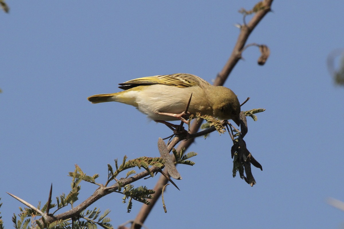 Southern Masked-Weaver - ML382230011