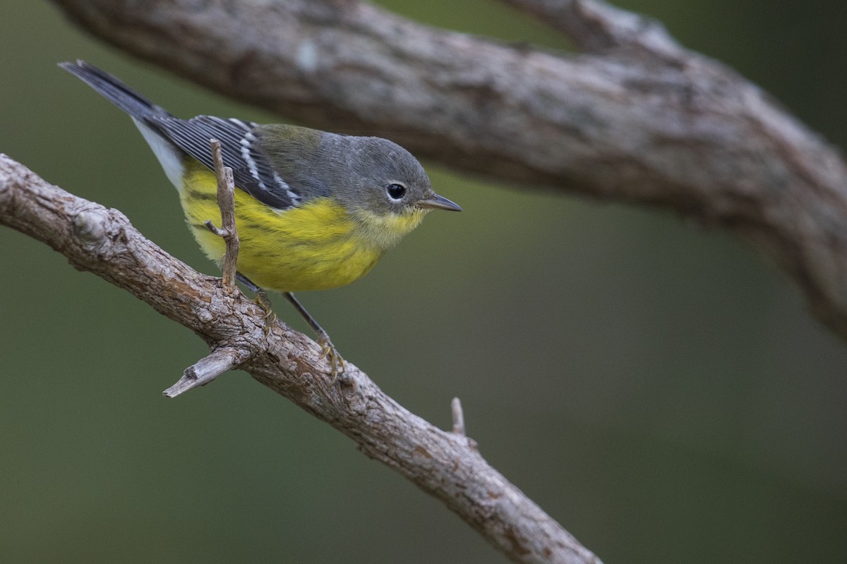 Magnolia Warbler - ML382230531