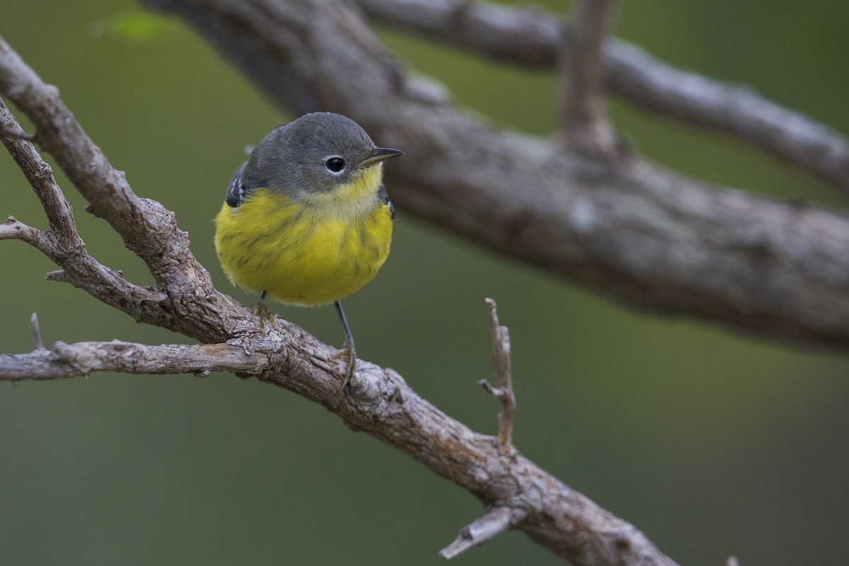 Magnolia Warbler - Michael Stubblefield