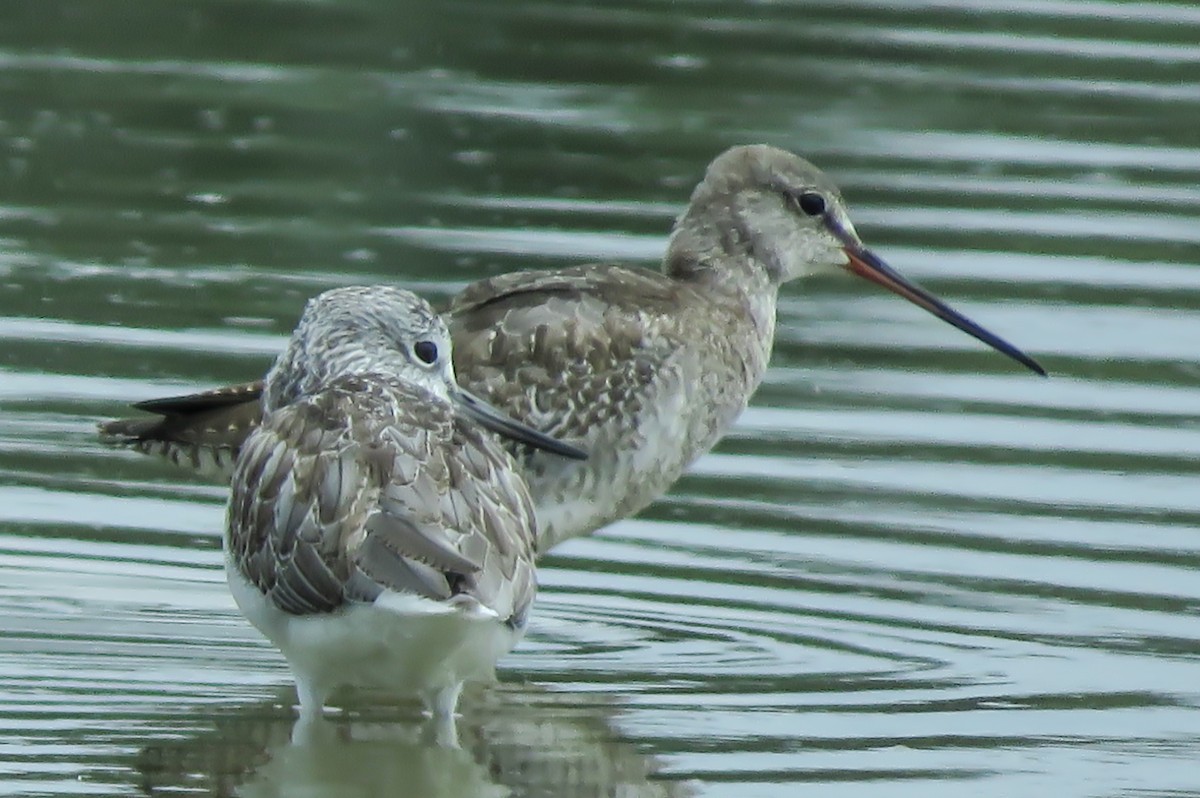 Spotted Redshank - ML382231751