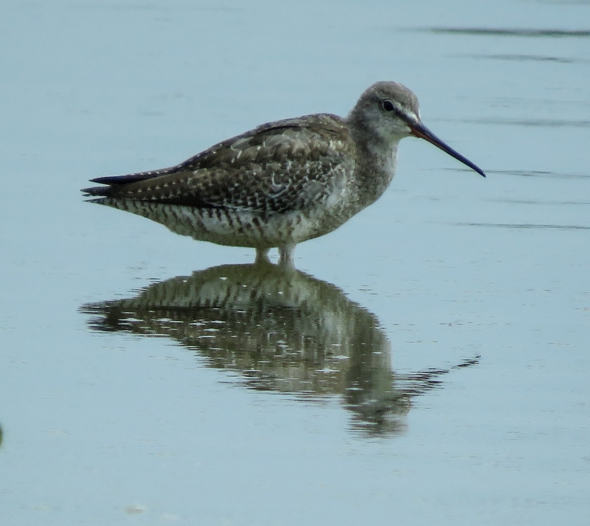 Spotted Redshank - Krishnamoorthy Muthirulan