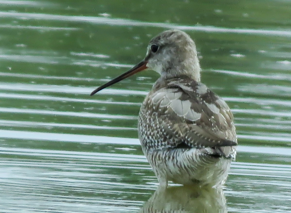 Spotted Redshank - Krishnamoorthy Muthirulan