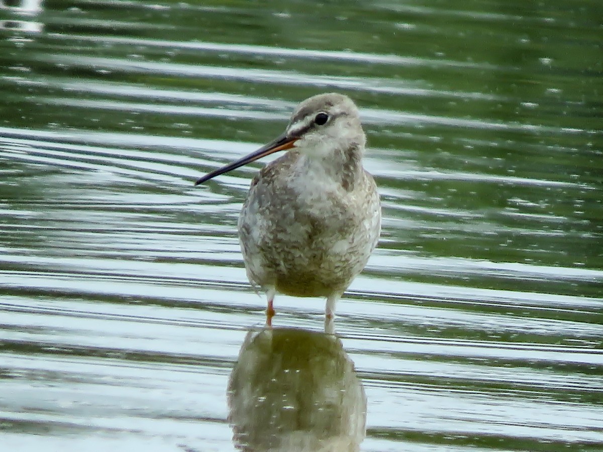 Spotted Redshank - ML382231801