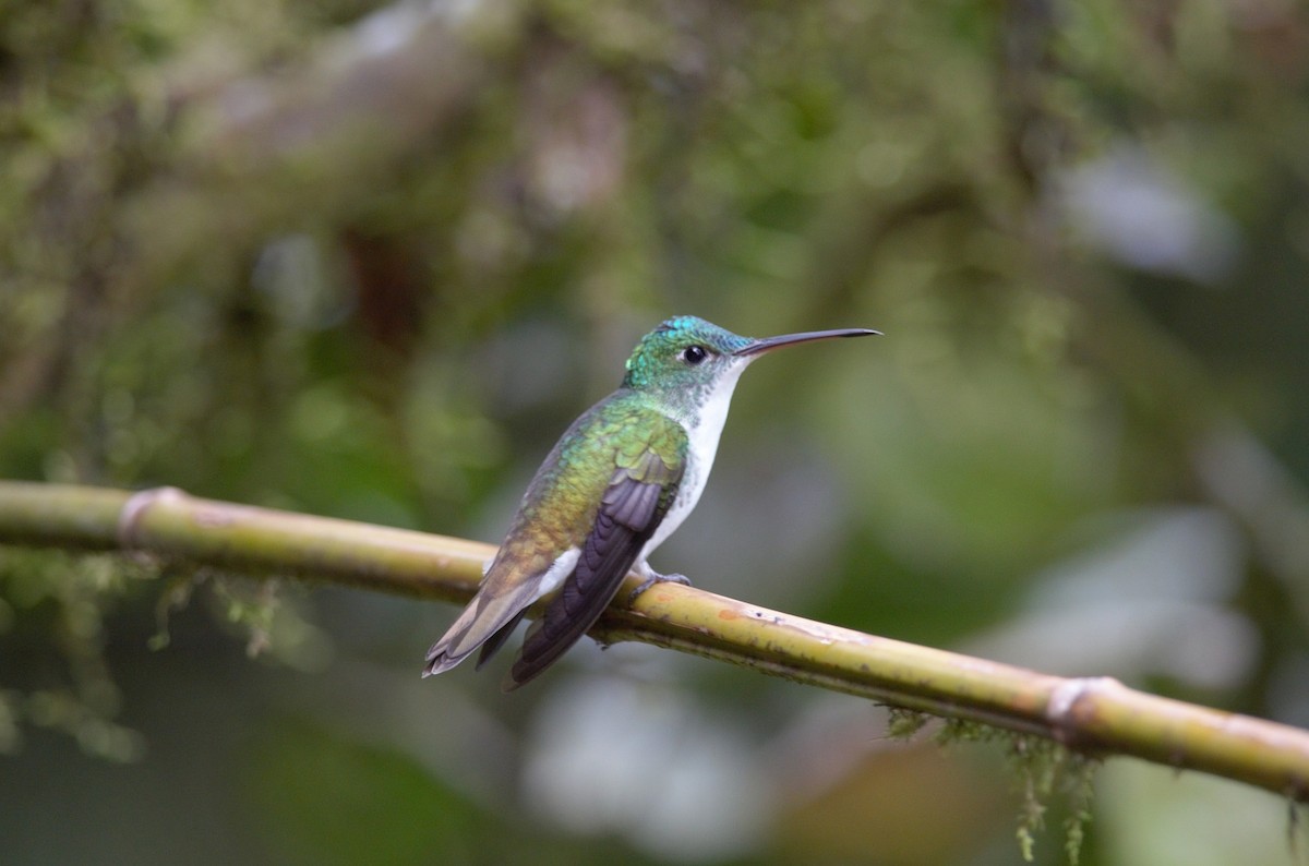 kolibřík andský - ML382231891
