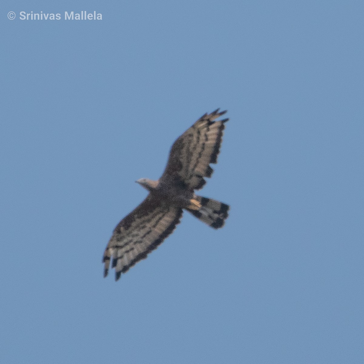 Oriental Honey-buzzard - ML382232451