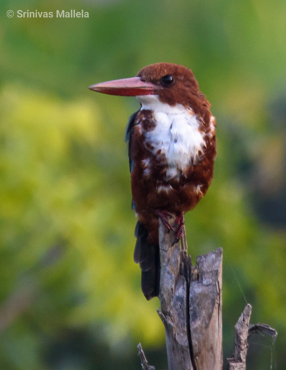 White-throated Kingfisher - ML382233201