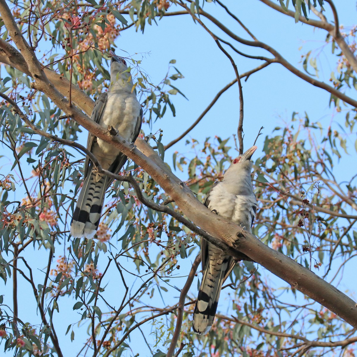 Channel-billed Cuckoo - Roger Giller